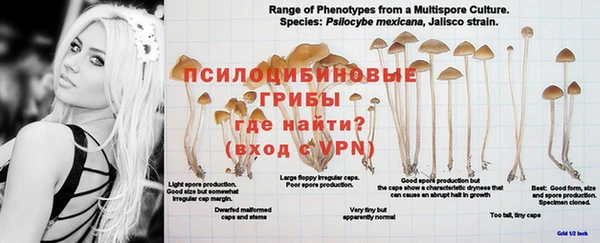 стафф Снежногорск